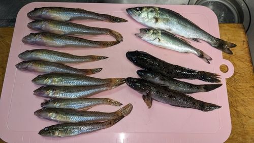 ハゼの釣果