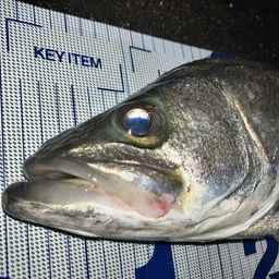 シーバス