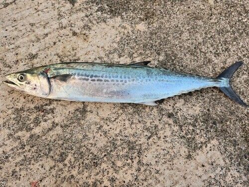 サゴシの釣果