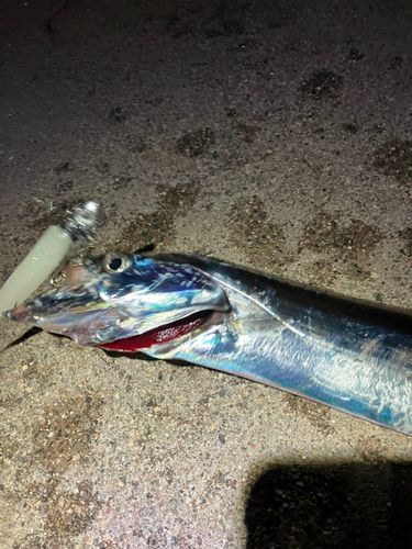 タチウオの釣果