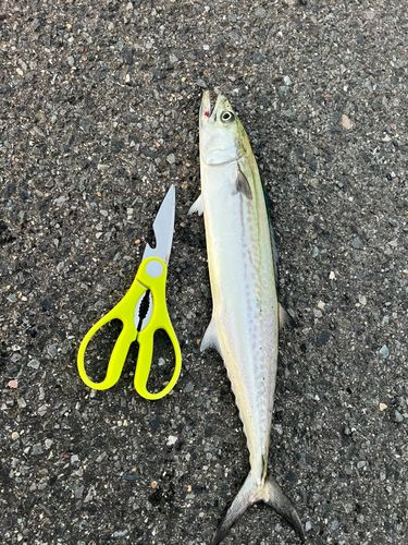 サゴシの釣果