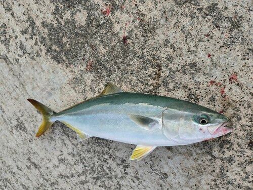 ツバスの釣果
