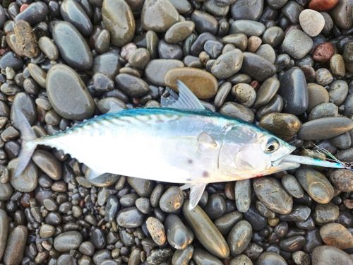 ヤイトの釣果