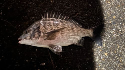 クロダイの釣果