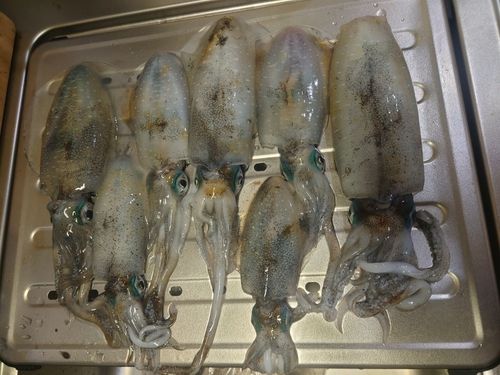 アオリイカの釣果