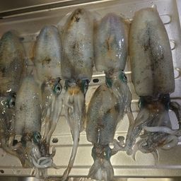 アオリイカ