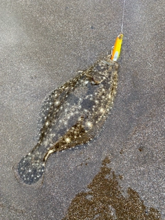 ソゲの釣果