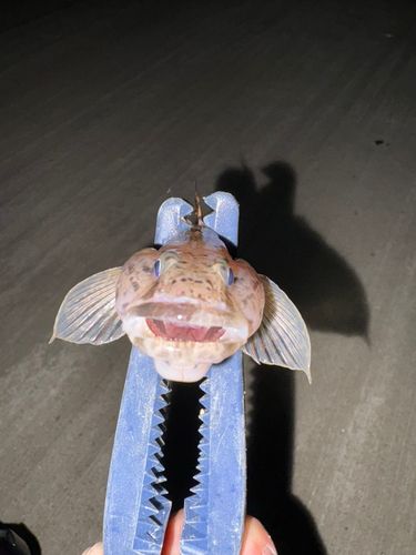 ハゼの釣果