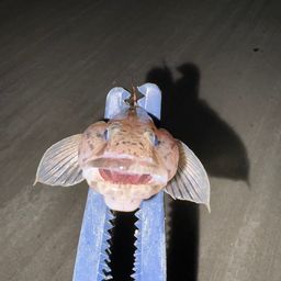 ハゼ