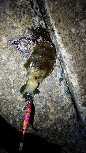 アオリイカの釣果