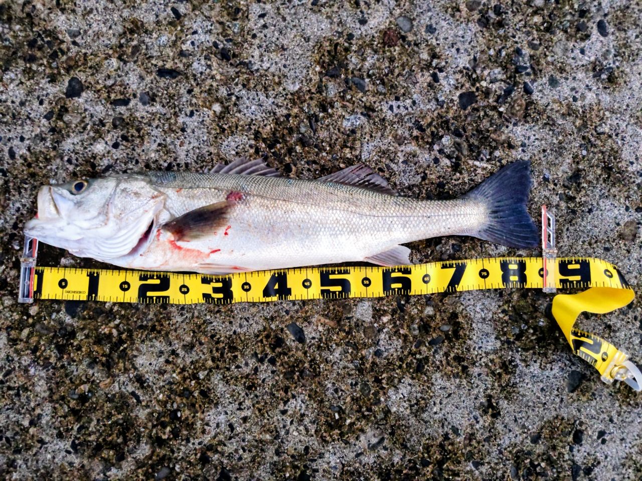 おとさん27331038 さんの 2025年10月17日のスズキの釣り・釣果