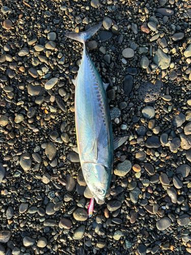 ソウダガツオの釣果