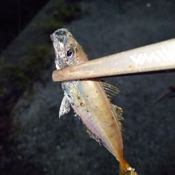 アジ