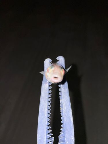 キスの釣果