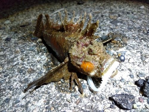 オニオコゼの釣果