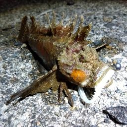 オニオコゼ
