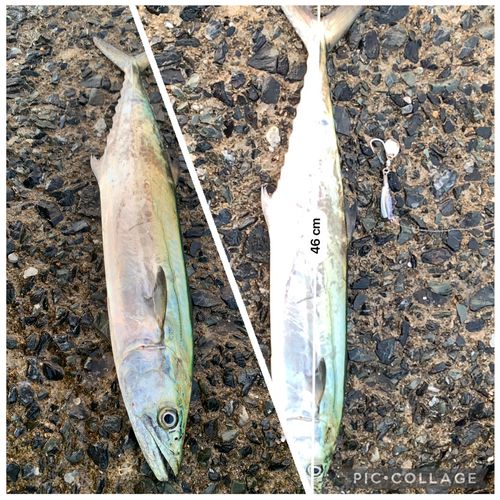 サゴシの釣果
