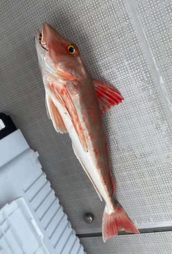 ホウボウの釣果