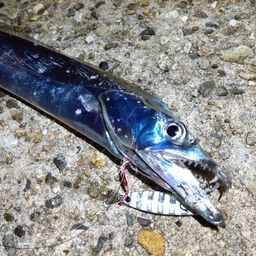 タチウオ