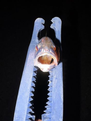 イシモチの釣果