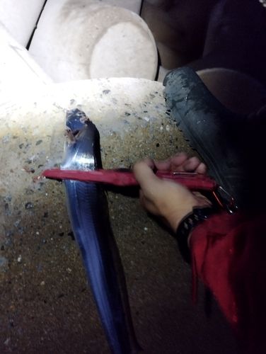 タチウオの釣果