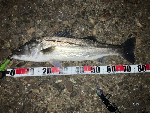 シーバスの釣果