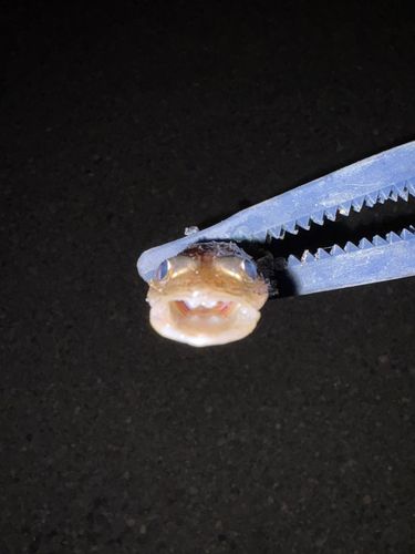 コチの釣果