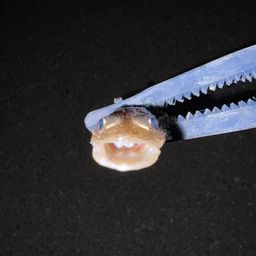 コチ