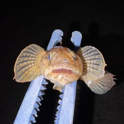 ハゼ