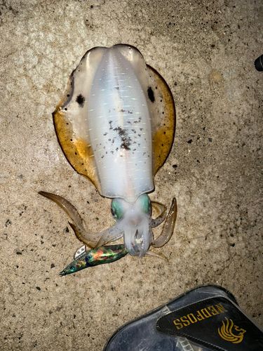 アオリイカの釣果