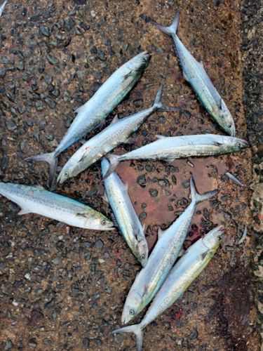 サゴシの釣果