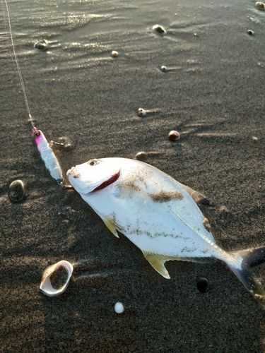 メッキの釣果