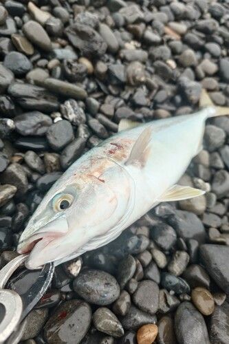 ワカシの釣果