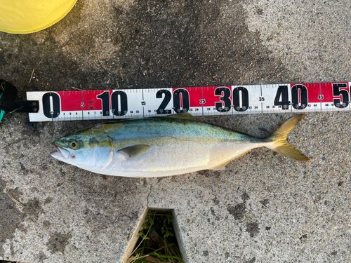 ハマチの釣果