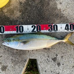 ハマチ