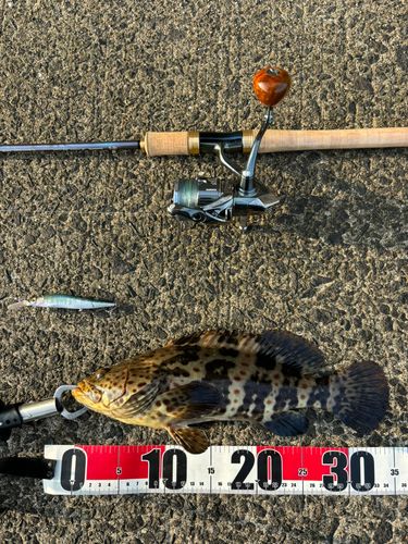 チャイロマルハタの釣果