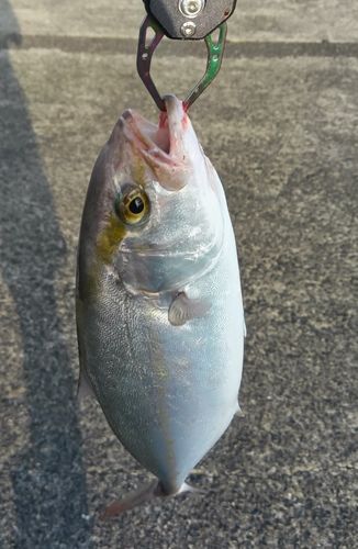 ネリゴの釣果
