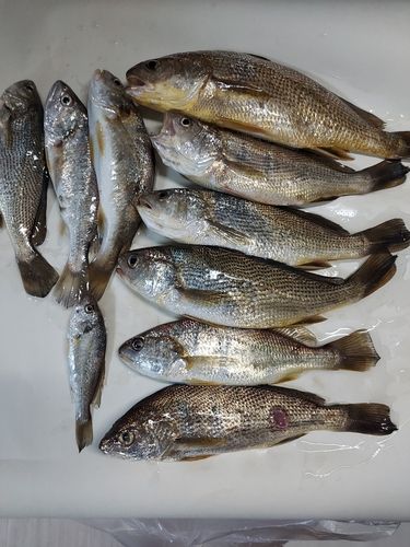 イシモチの釣果