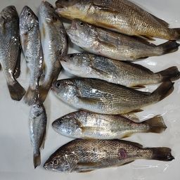 イシモチ