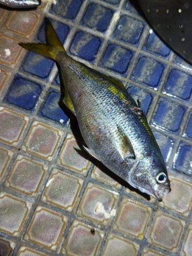 タカベの釣果