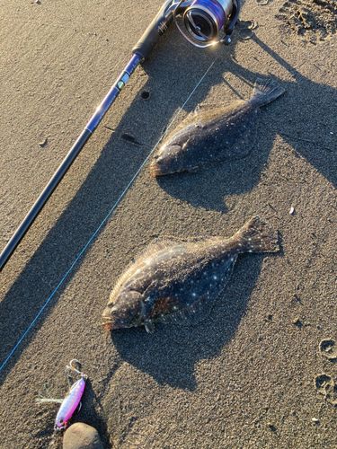 ソゲの釣果