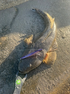 マゴチの釣果