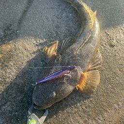 マゴチ
