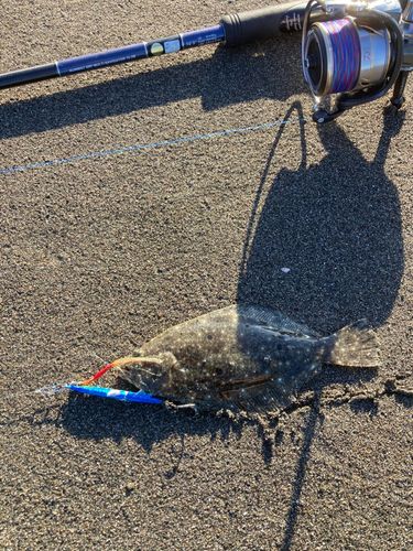 ソゲの釣果