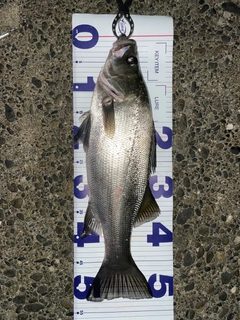 フッコ(ヒラスズキ)の釣果