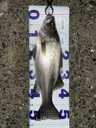 フッコ（ヒラスズキ）の釣果