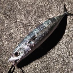 サバ