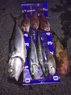 ヤズの釣果