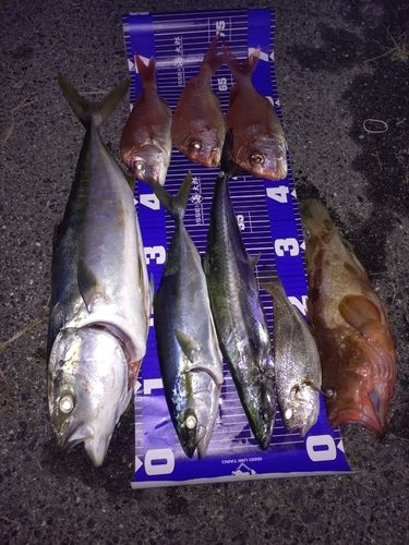 ヤズの釣果
