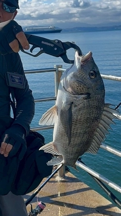 チヌの釣果